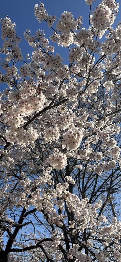 20260406_121059 - H.V